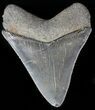 Serrated, Juvenile Megalodon Tooth #56527-1